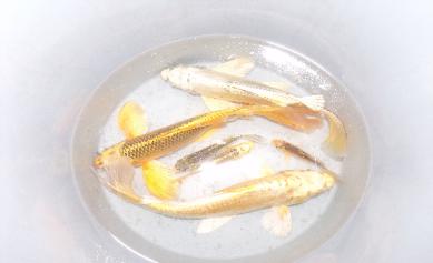 Koi